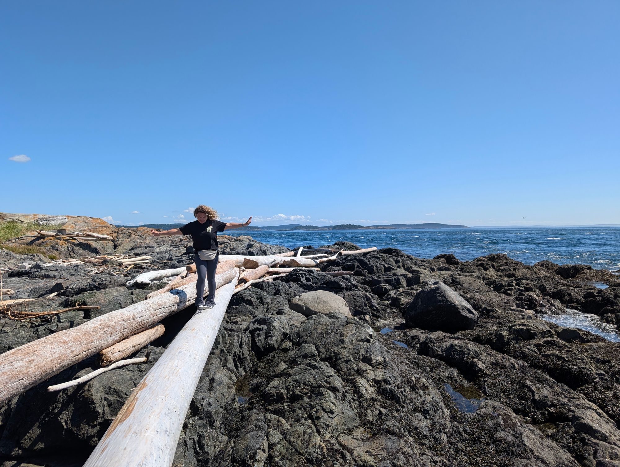 Driftwood coastline